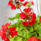 Big Red Geranium