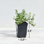 Lemon Thyme