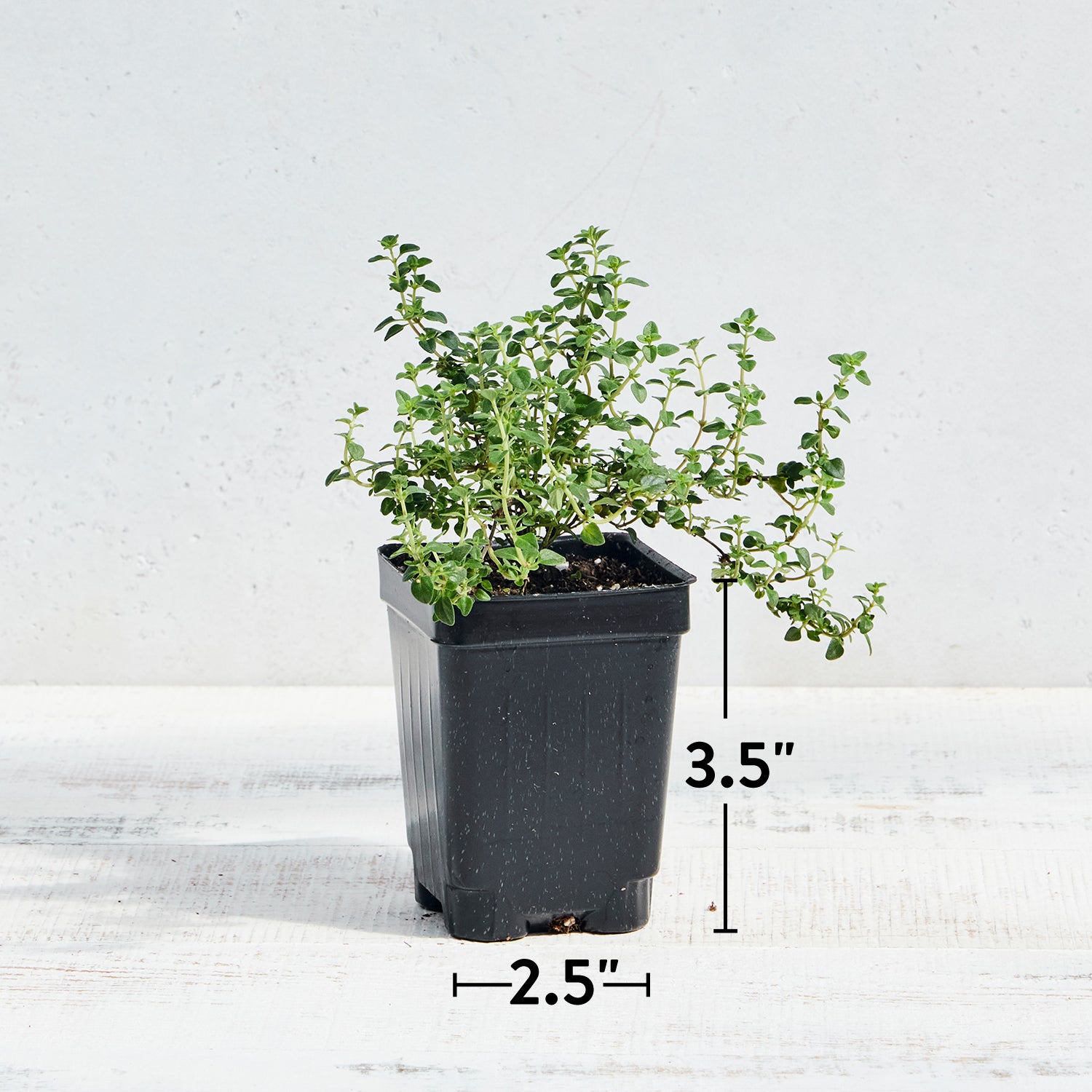 Lemon Thyme