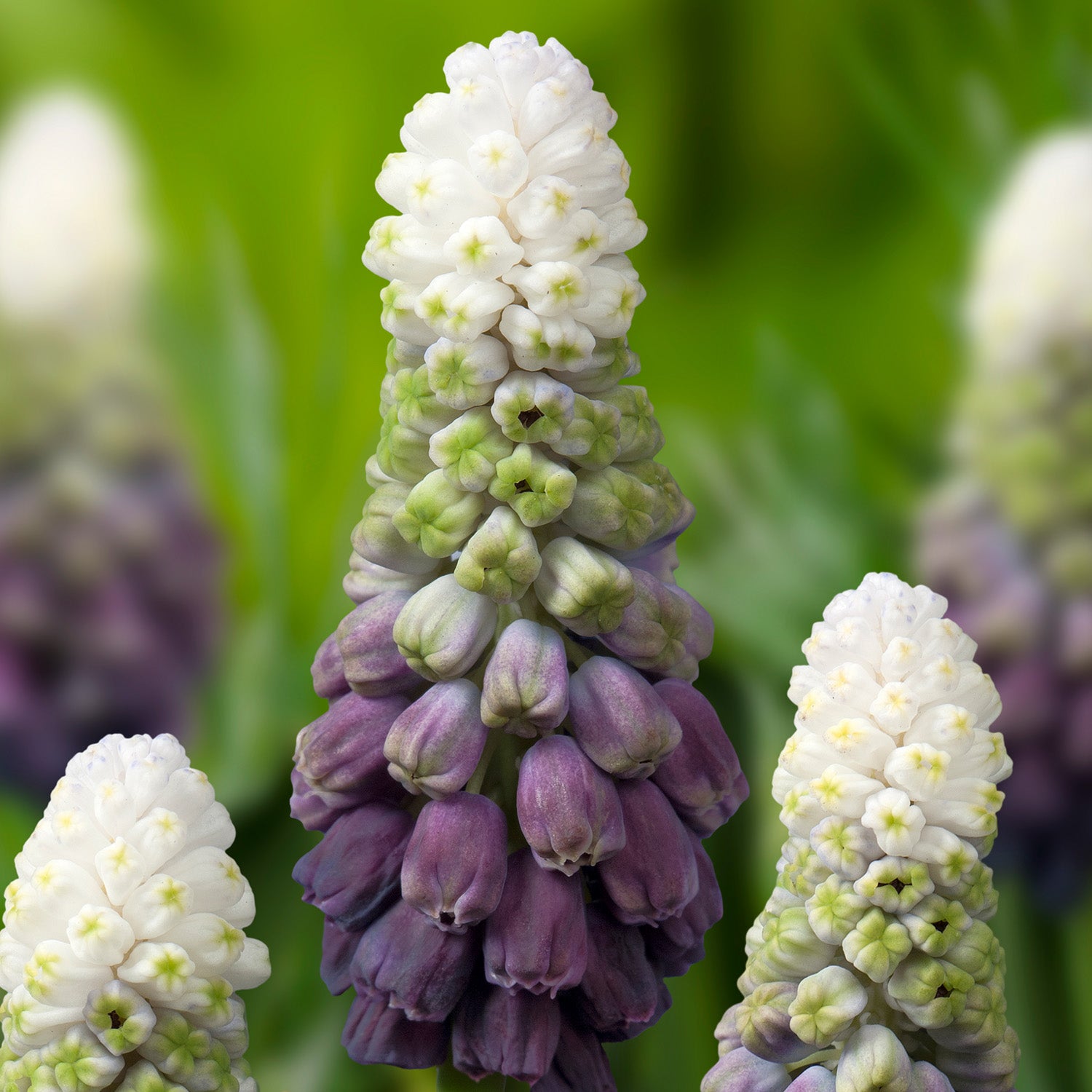 Muscari, Grape Ice