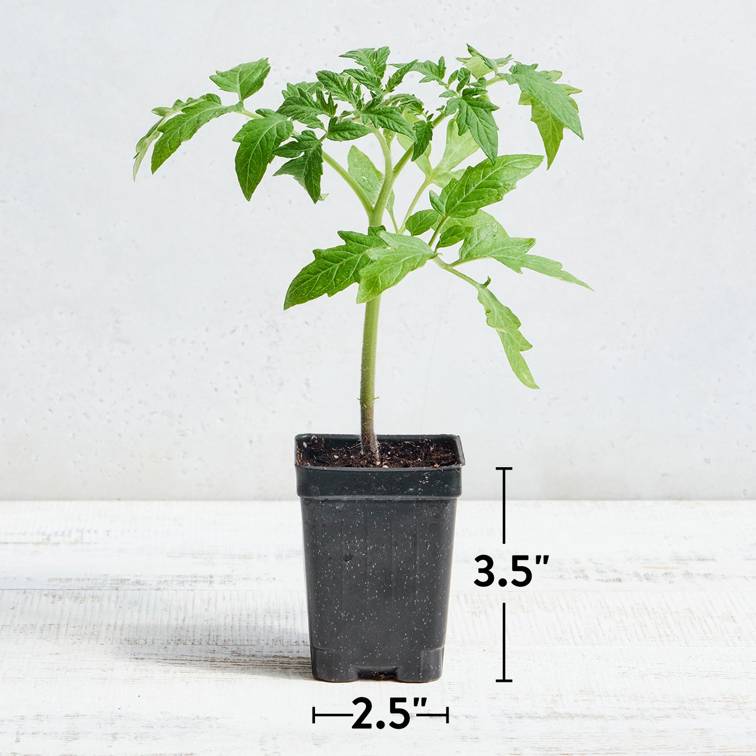 Roma VF Tomato