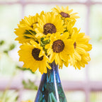 Soluna Lemon (Helianthus Debilis) Beach Sunflower