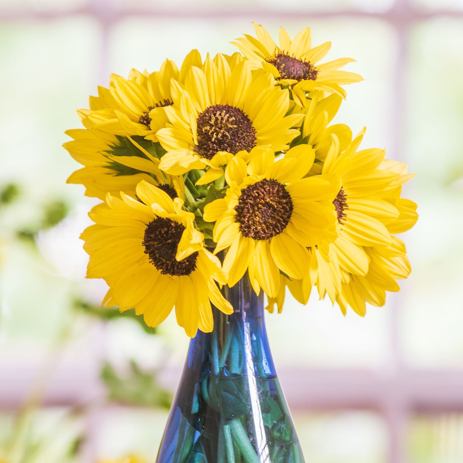 Soluna Lemon (Helianthus Debilis) Beach Sunflower
