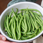 Porch Pick Bush Bean
