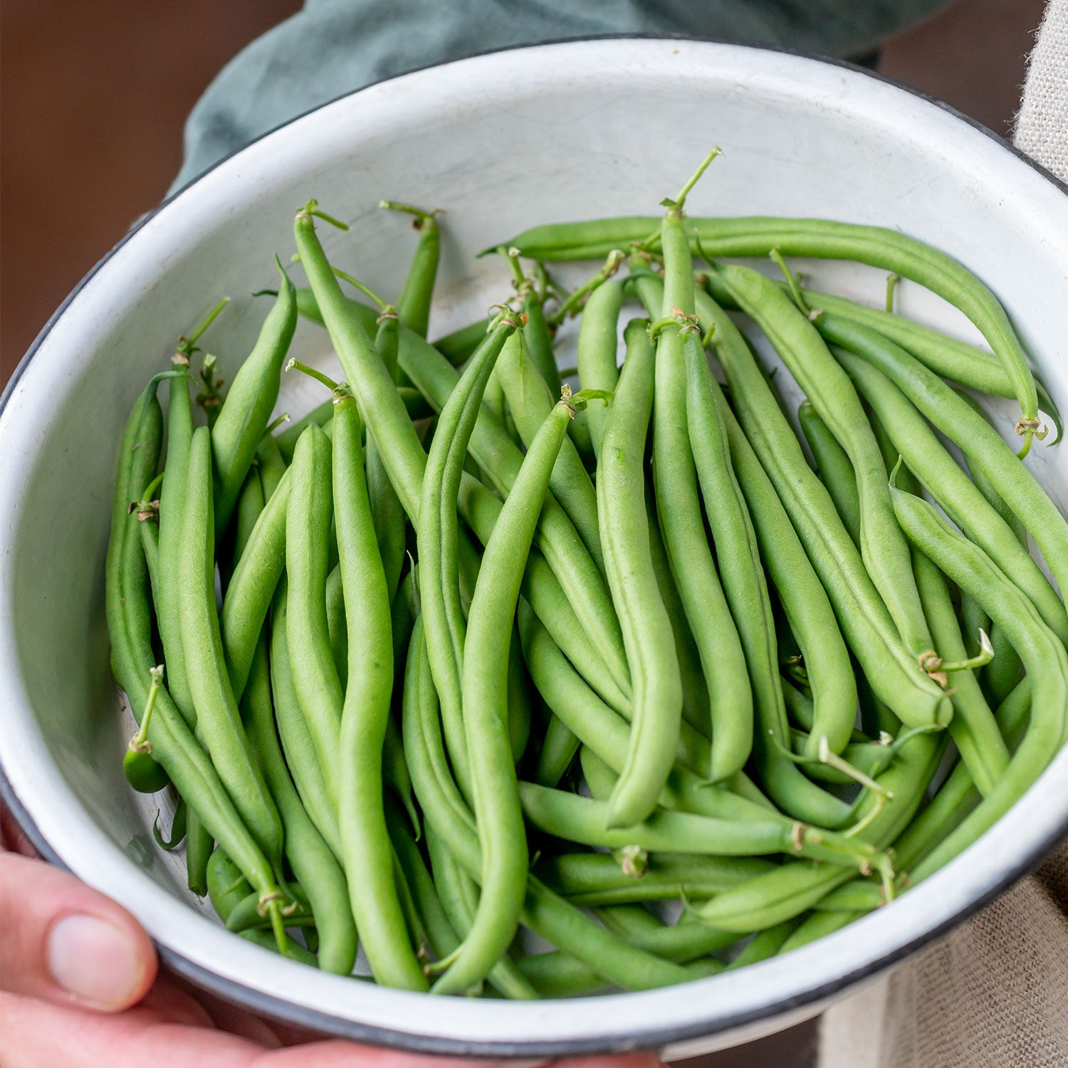 Porch Pick Bush Bean