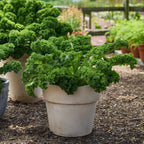 Kaleidoscope Kale