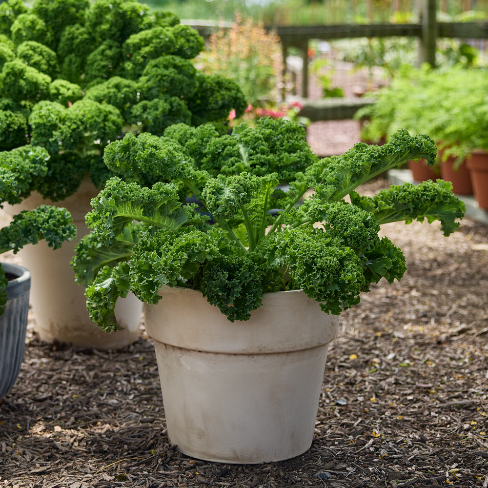 Kaleidoscope Kale