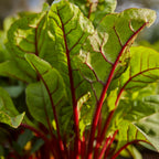 Burpee's Rhubarb Swiss Chard
