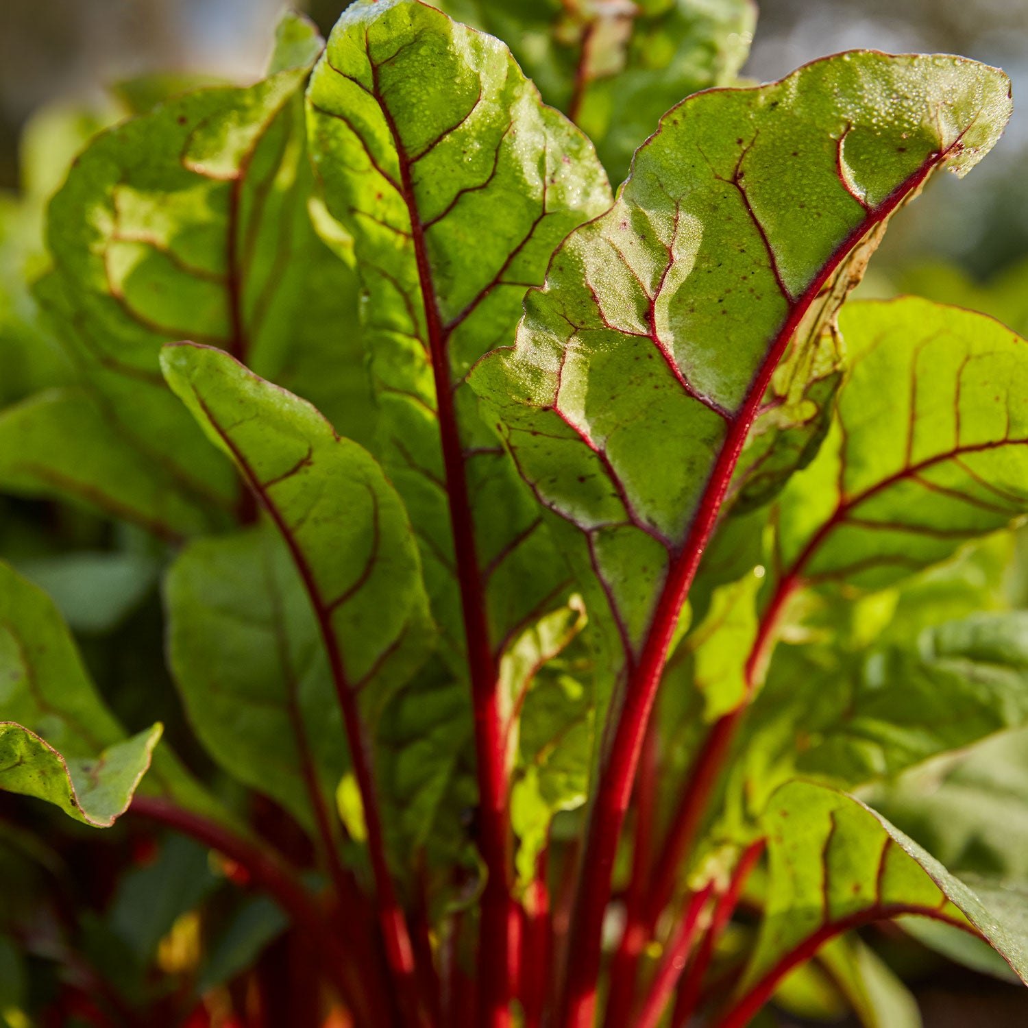 Burpee's Rhubarb Swiss Chard