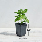 Emerald Towers Basil