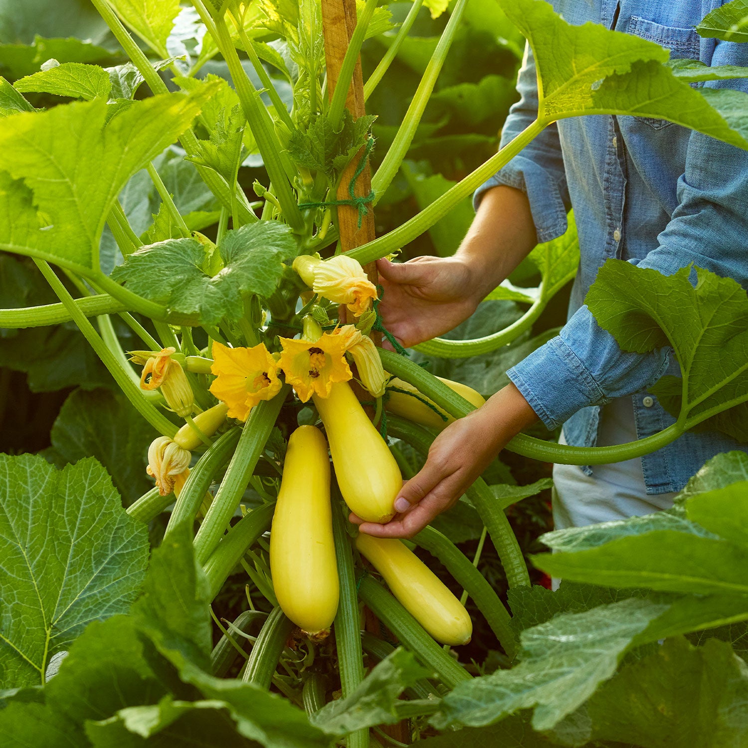 Rise and Shine Summer Squash