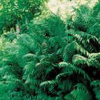 Ostrich Fern
