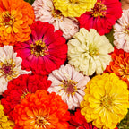 Burpee's Big Tetra Mix Zinnia