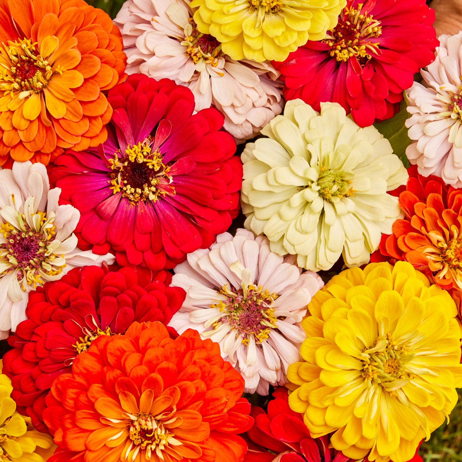 Burpee's Big Tetra Mix Zinnia