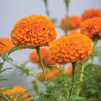 Elevate Orange Marigold