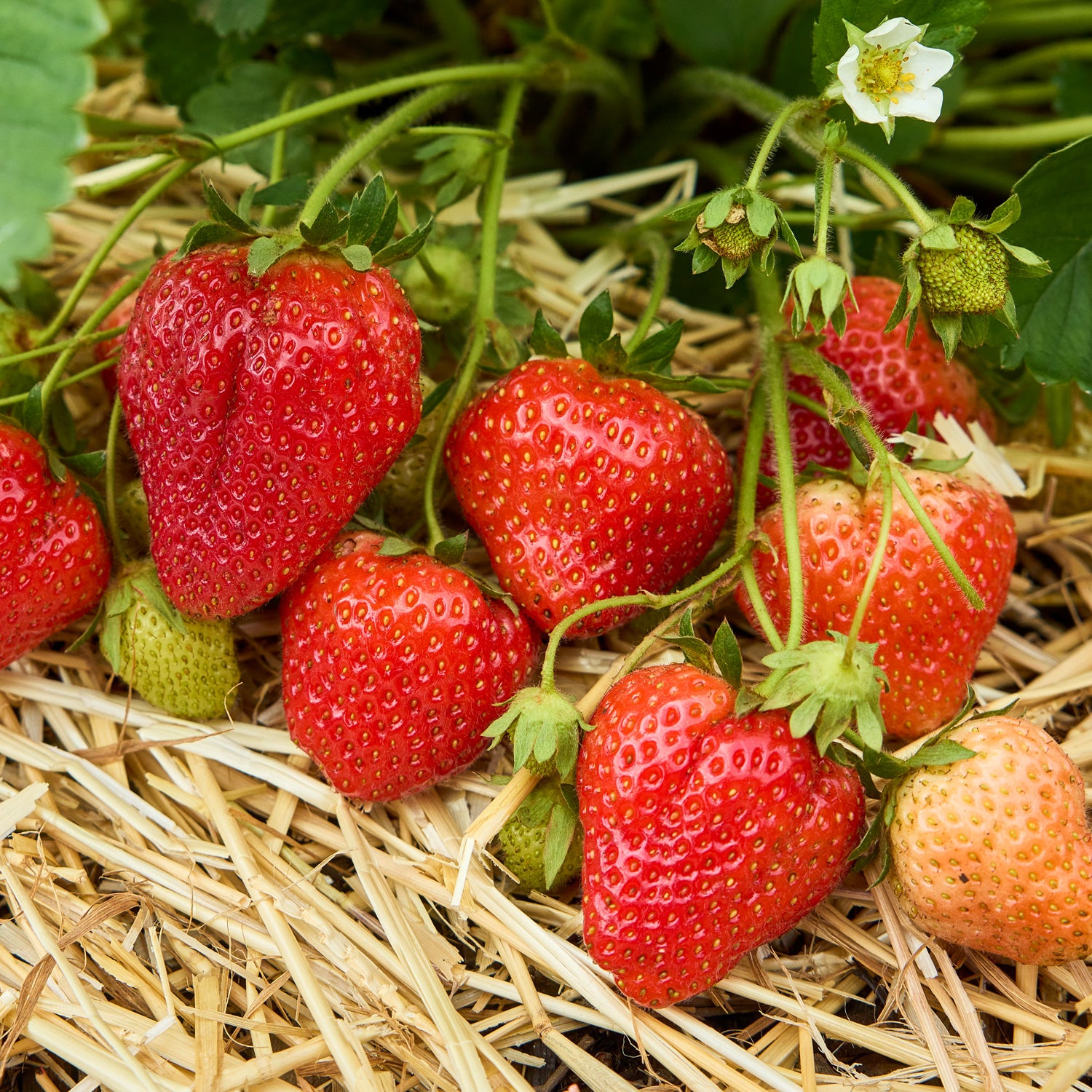 Cabot Strawberry Bare Roots