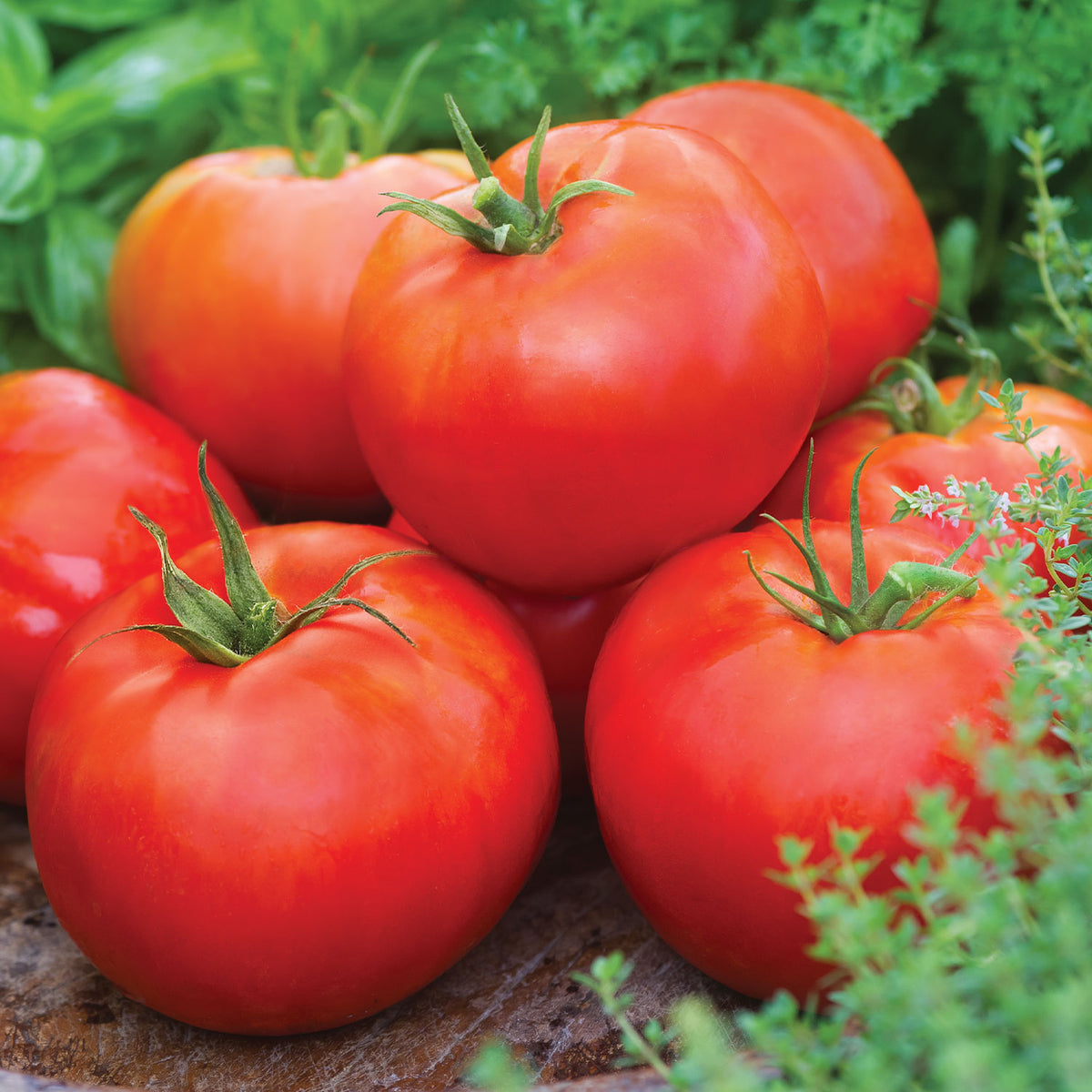 Big Daddy Tomato