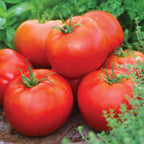 Big Daddy Tomato