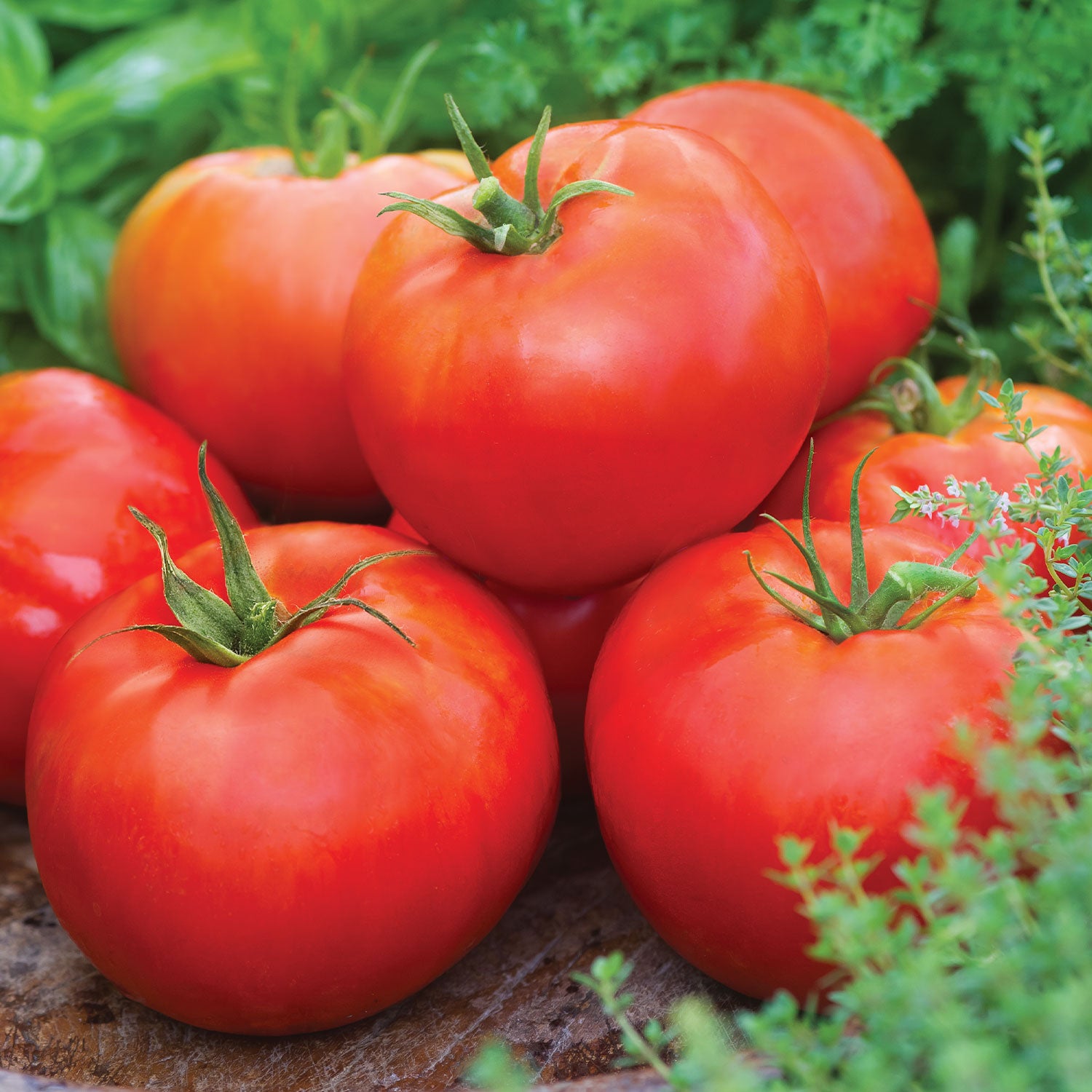 Big Daddy Tomato