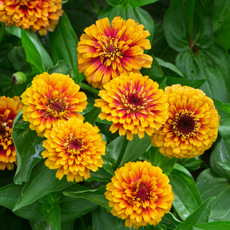 Macarenia Zinnia