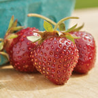Purple Wonder® Strawberry