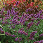 Blue Boa Agastache