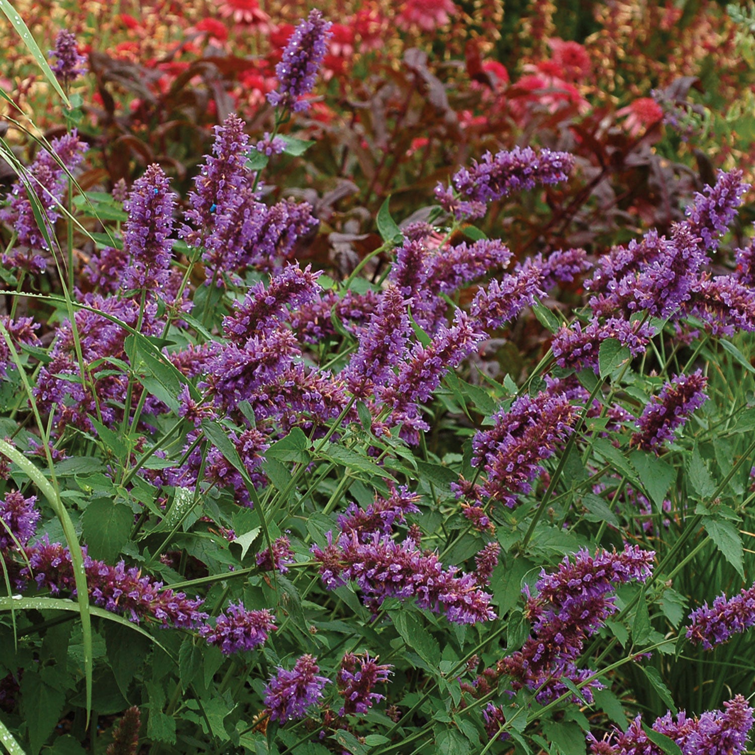Blue Boa Agastache
