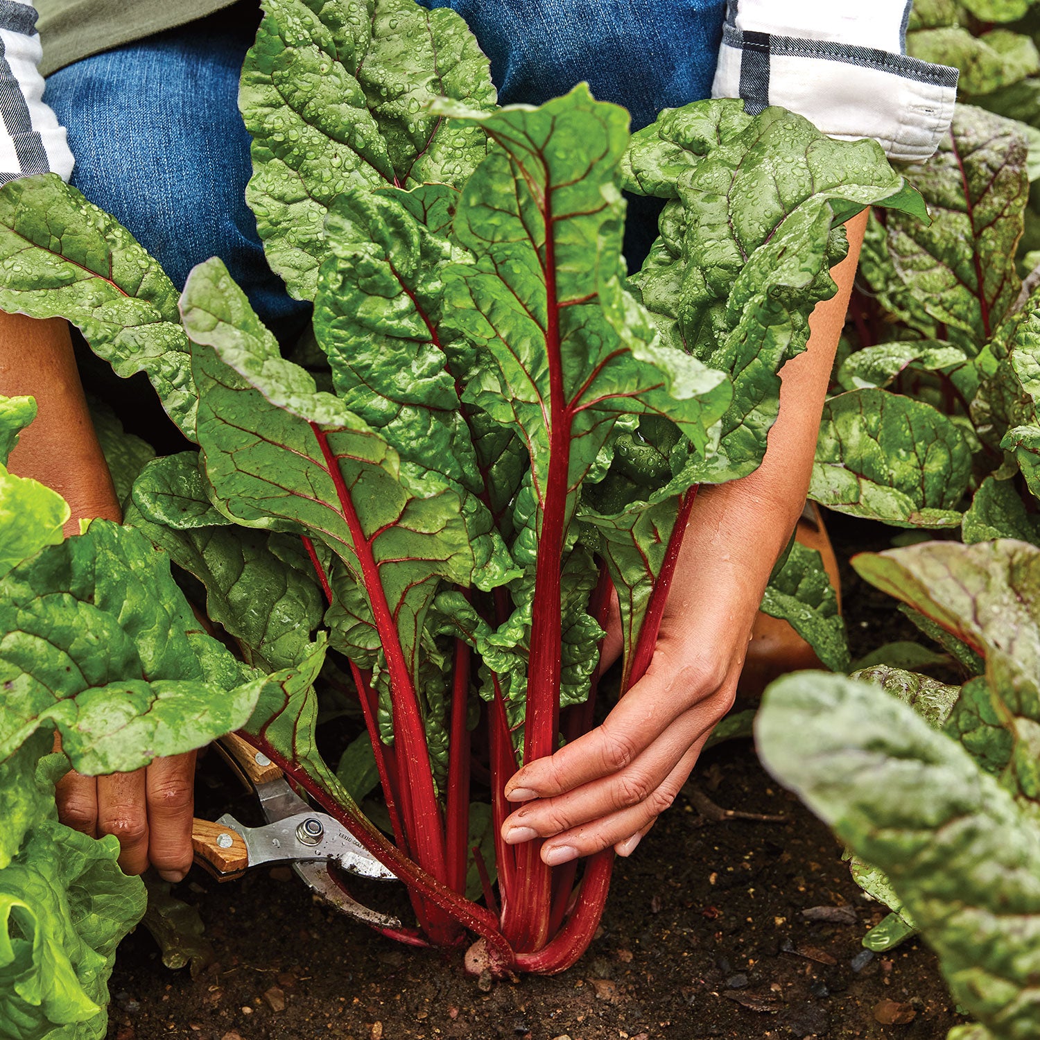 Burpee's Rhubarb Swiss Chard