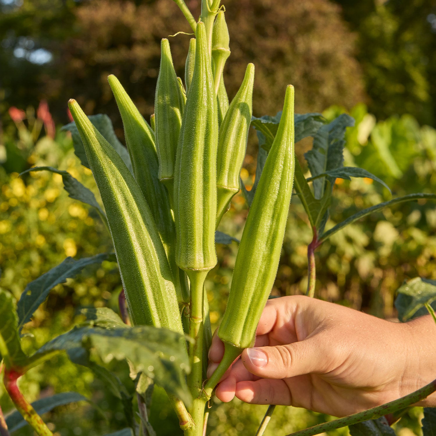 Clemson Spineless Okra