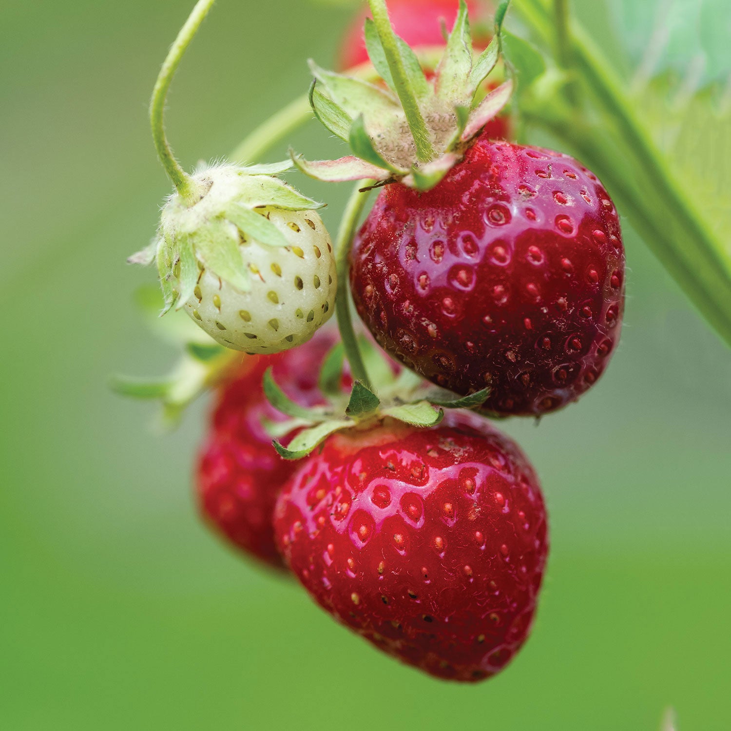 Purple Wonder® Strawberry
