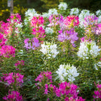 Sparkler 2.0 Mixed Colors Cleome