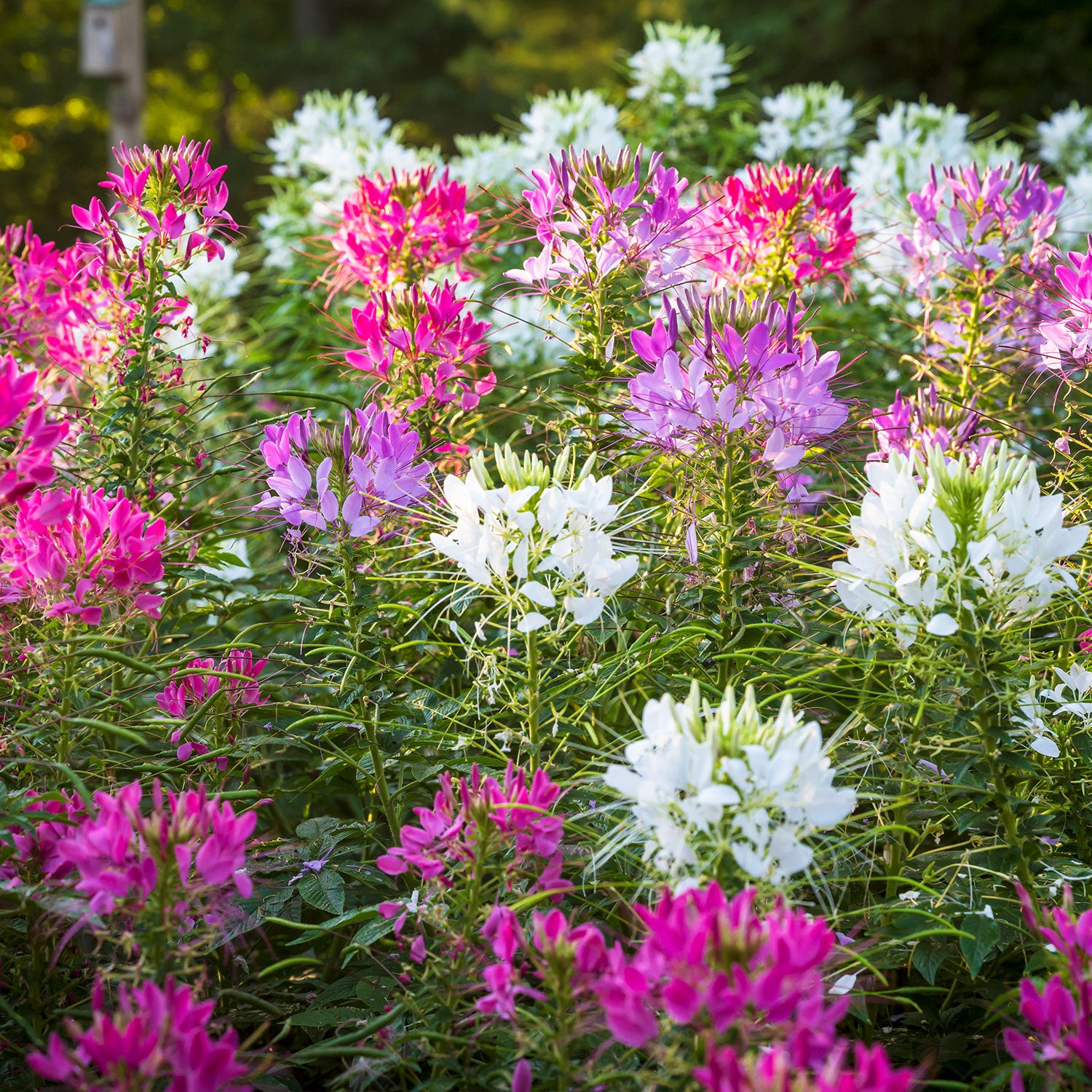 Sparkler 2.0 Mixed Colors Cleome
