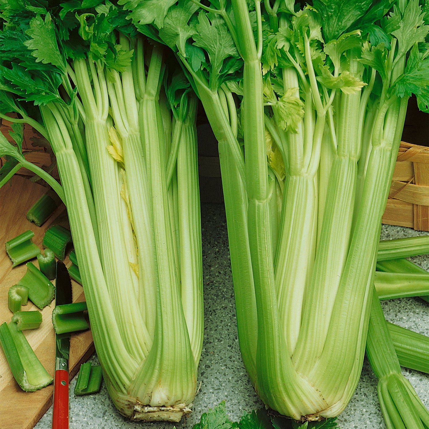 Tall Utah 52-70R Improved Celery