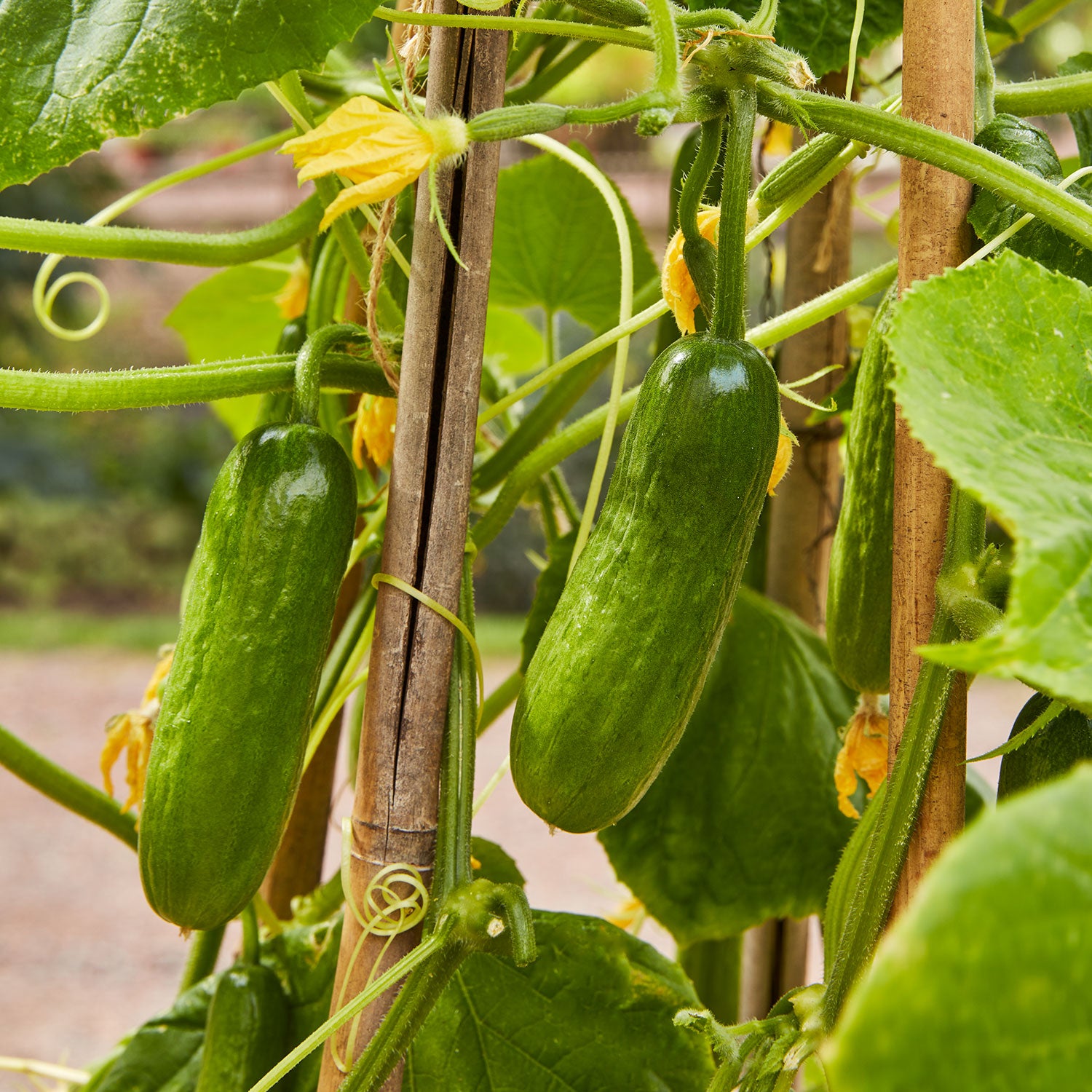 Party Time Mini Cucumber