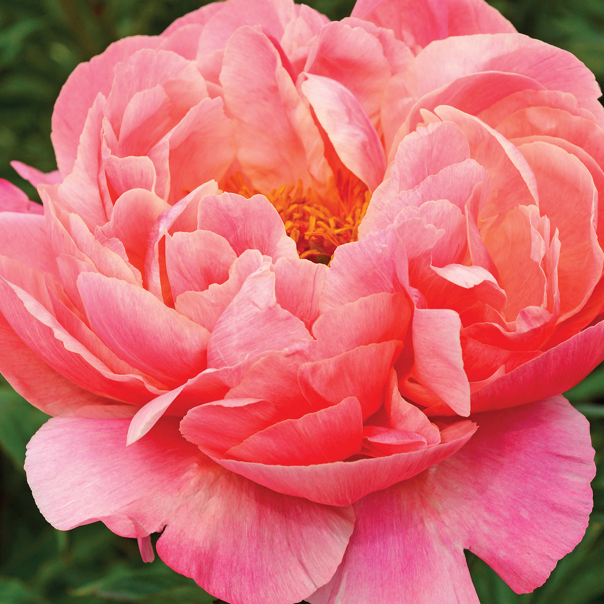 Coral Charm Peony Bare Roots
