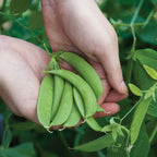 Sugar Snap Pea
