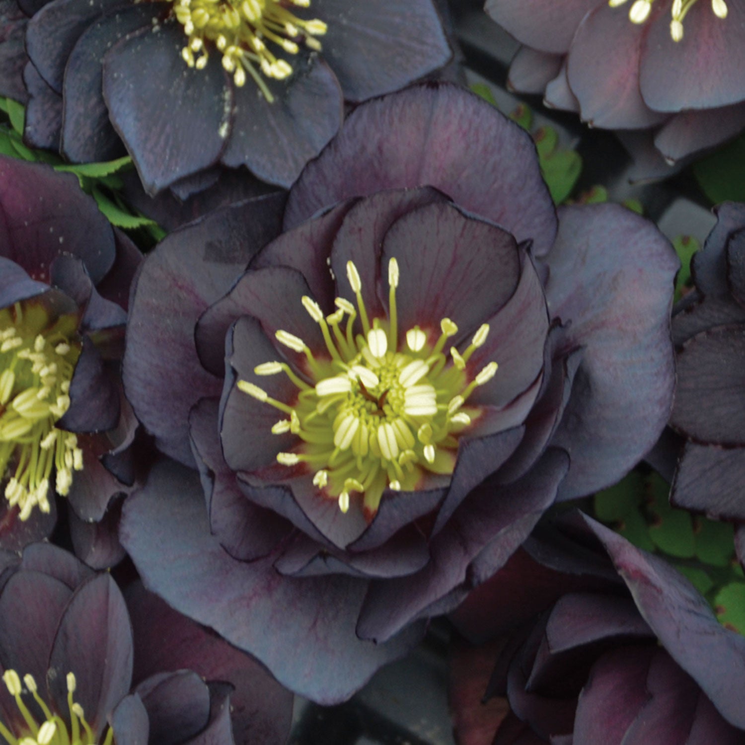 Wedding Party Dark and Handsome Hellebore