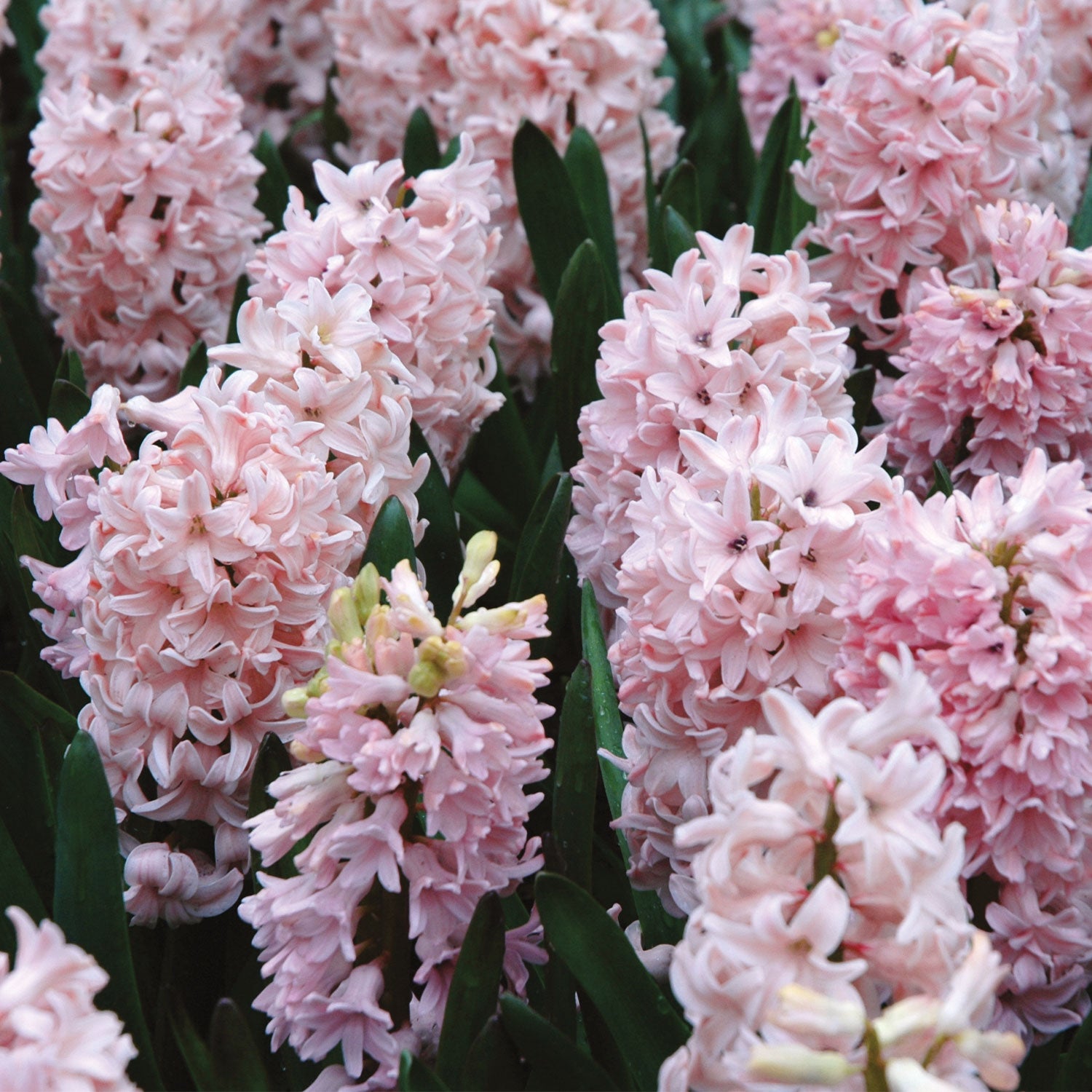 Apricot Passion Hyacinth Bulbs