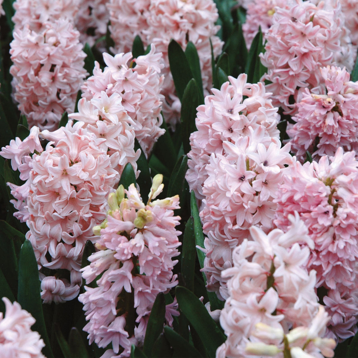Apricot Passion Hyacinth Bulbs