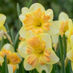 Daffodil, Peachy Dream