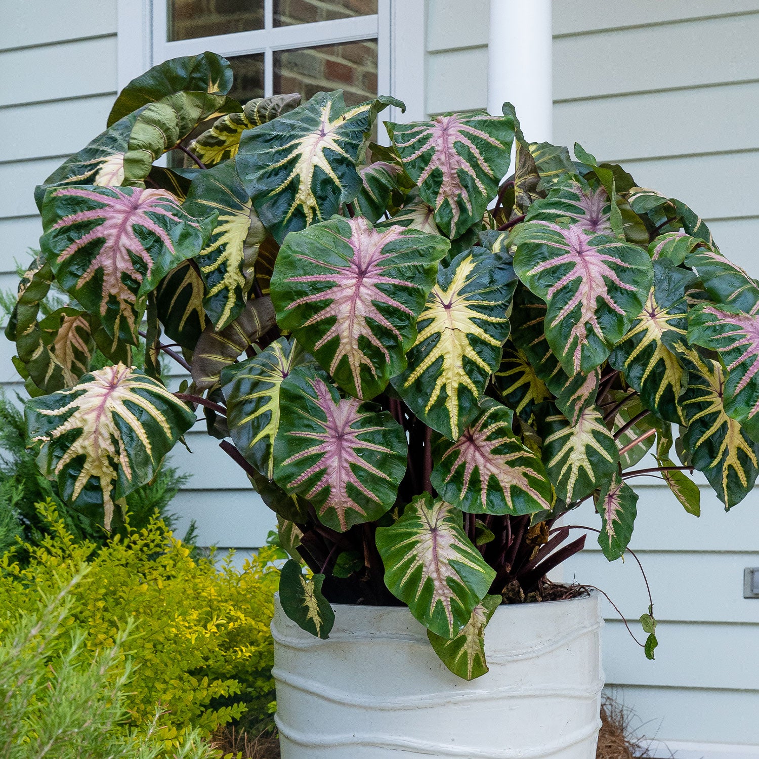 Royal Hawaiian Waikiki Colocasia