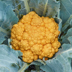 Clementine Cauliflower