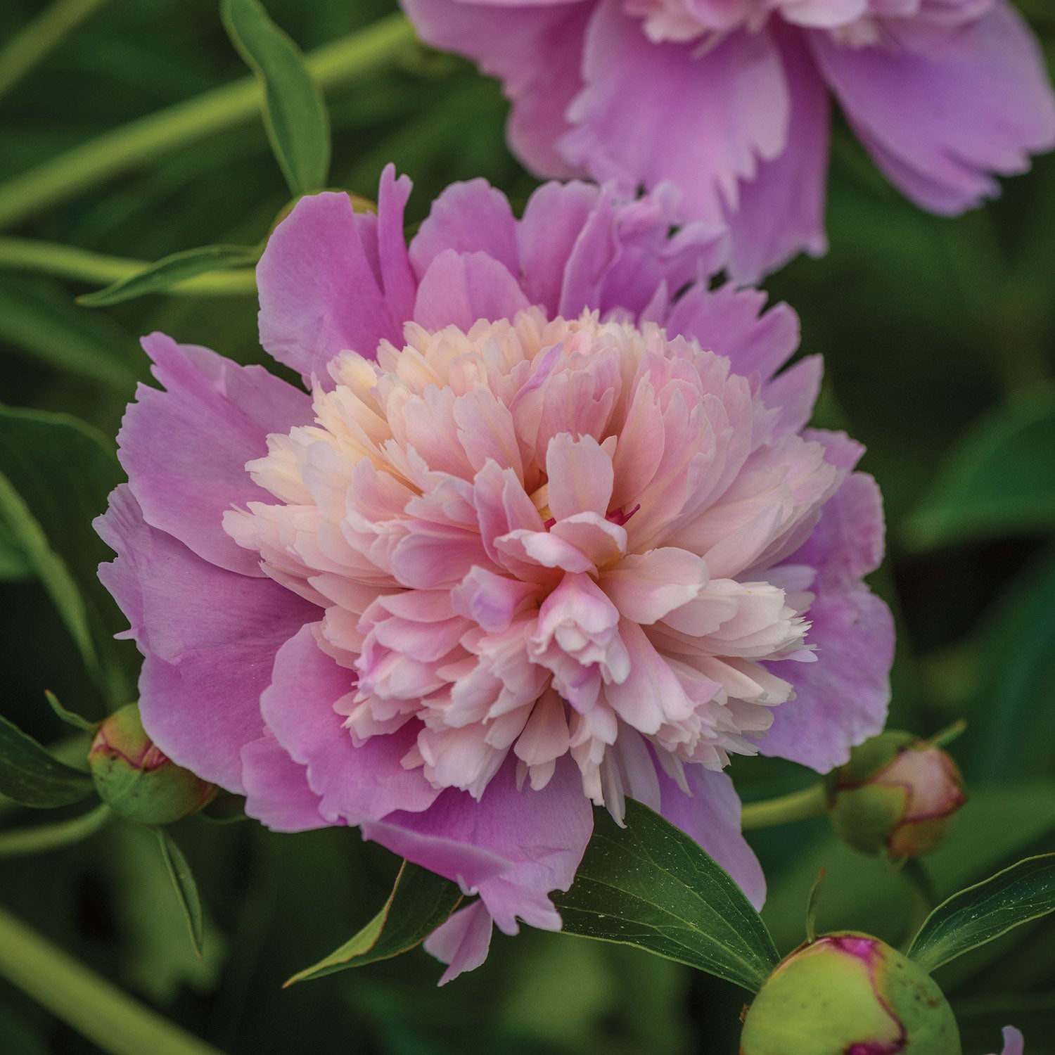 Sorbet Paeonia Bare Root