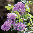 Bloomerang Dark Purple PPAF Lilac