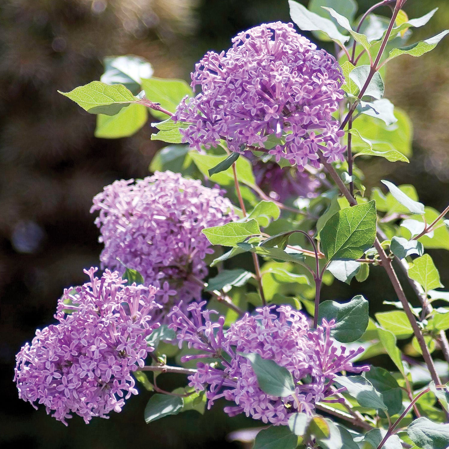 Bloomerang Dark Purple PPAF Lilac