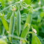 Super Sugar Snap Pea