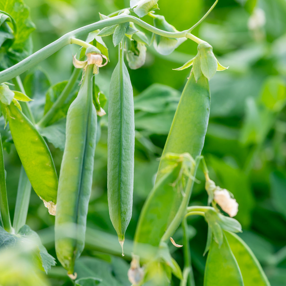 Super Sugar Snap Pea