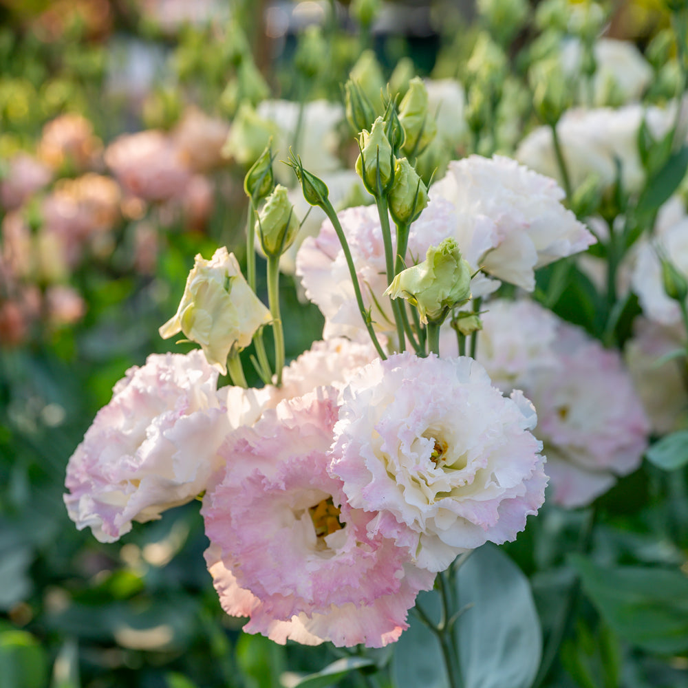 First Love Lisianthus