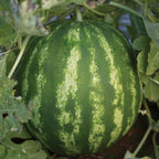 Crimson Sweet Watermelon