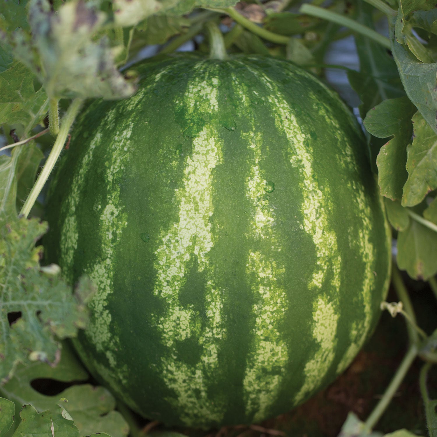 Crimson Sweet Watermelon